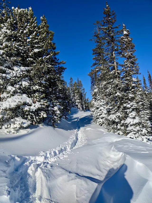 Blue sky over a snow-covered forest run