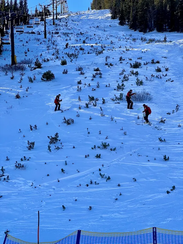 Patroller skiing among snow-covered trees