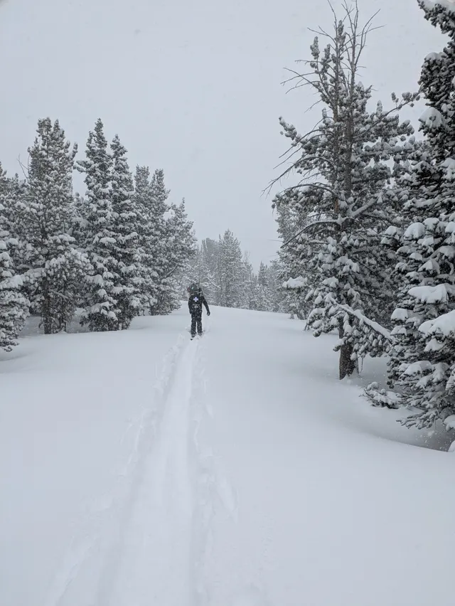 Skier on a quiet snow-covered forest run