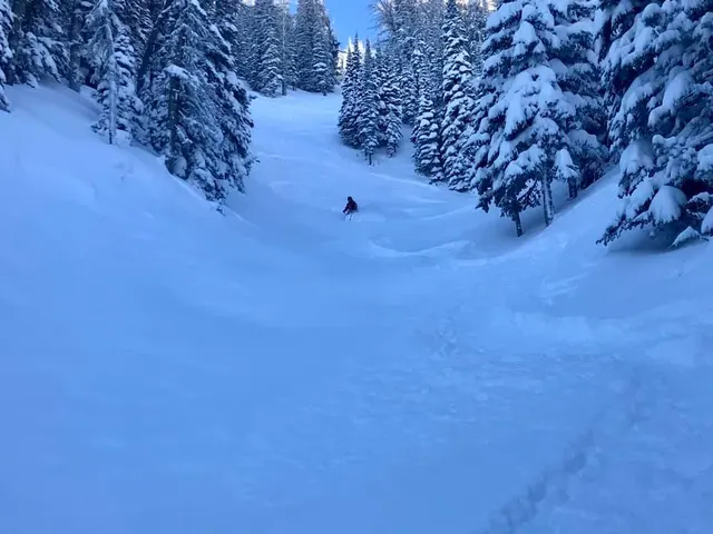 Skier making tracks through a wooded powder run