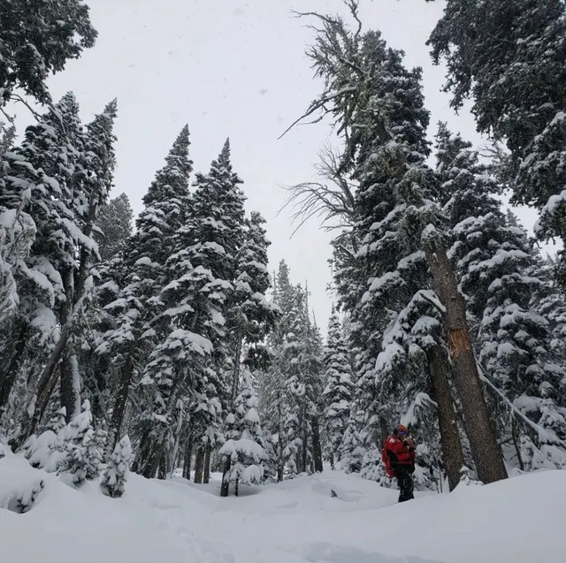 Snow-laden trees along a wooded mountain run